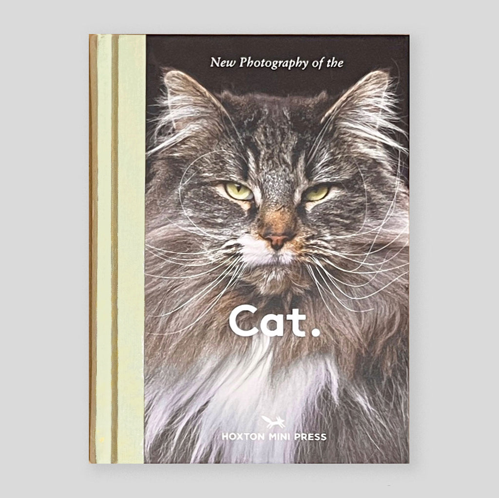 New Photography of the Cat | Lucy Davies