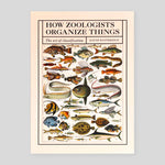 How Zoologists Organize Things: The Art of Classification | David Bainbridge