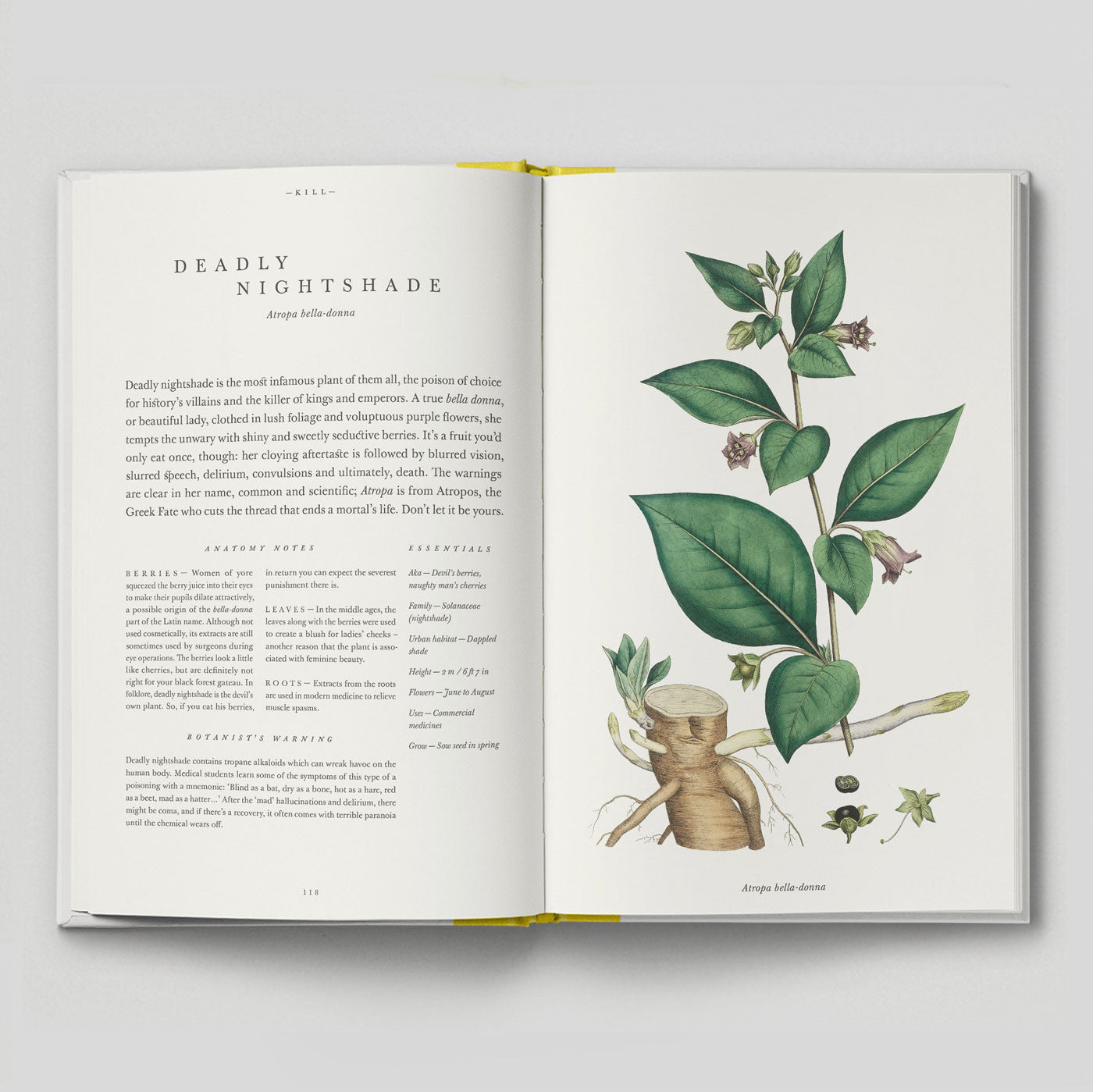 The Botanical City | Helena Dove & Harry Ades | Hoxton Mini Press | Colours May Vary 