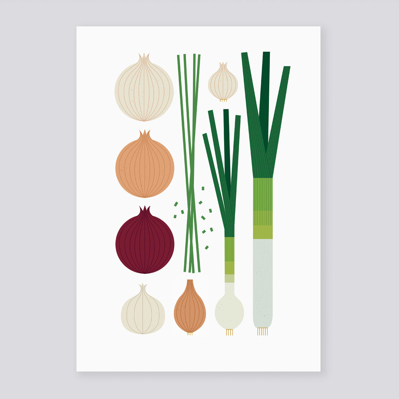 Alliums A3 Print | Sarah Abbott | Colours May Vary 