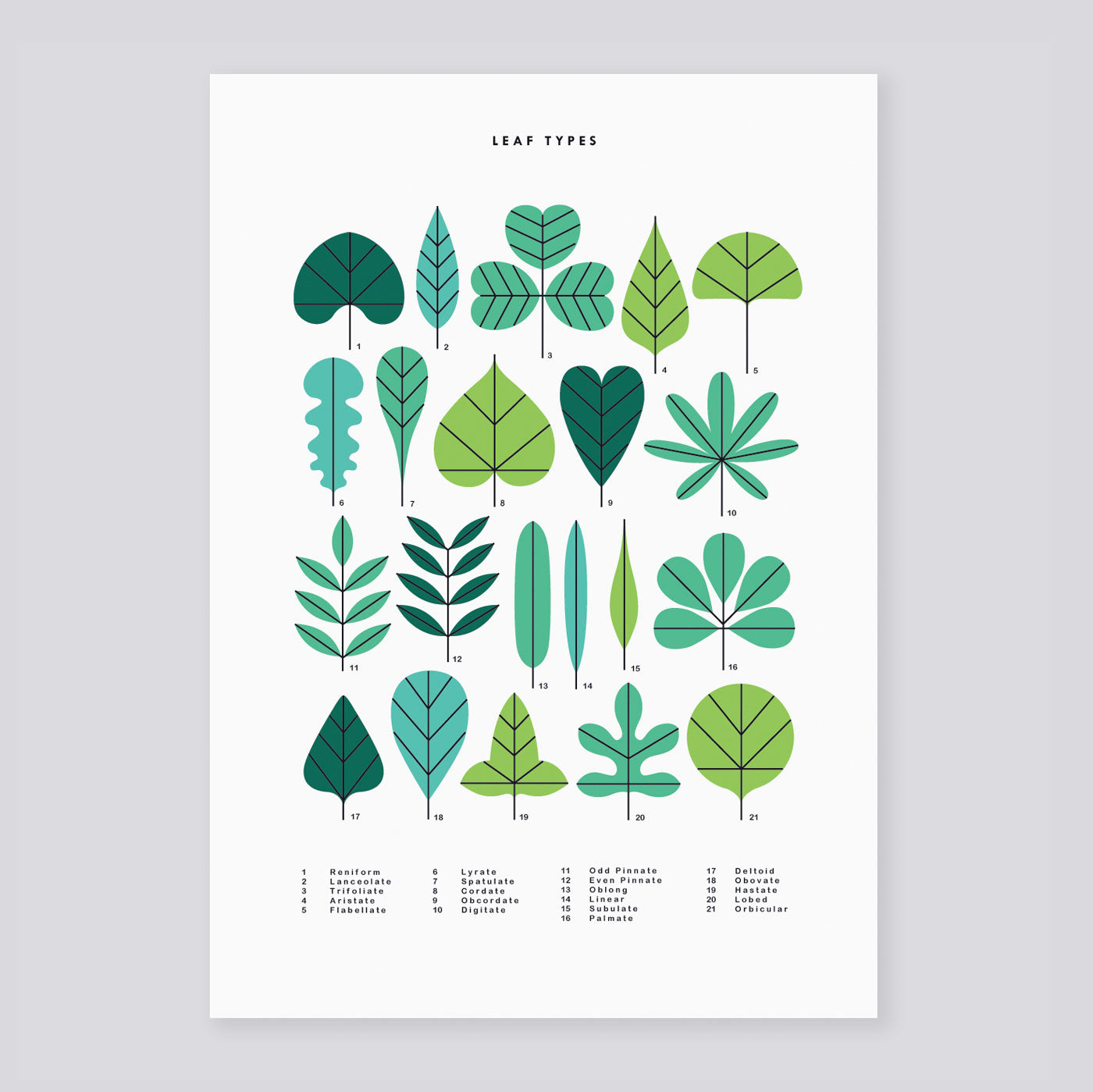 Leaf Types A3 Print | Sarah Abbott | Colours May Vary 
